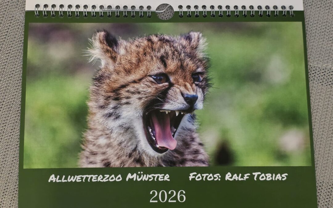 Neuer Benefizkalender für 2026